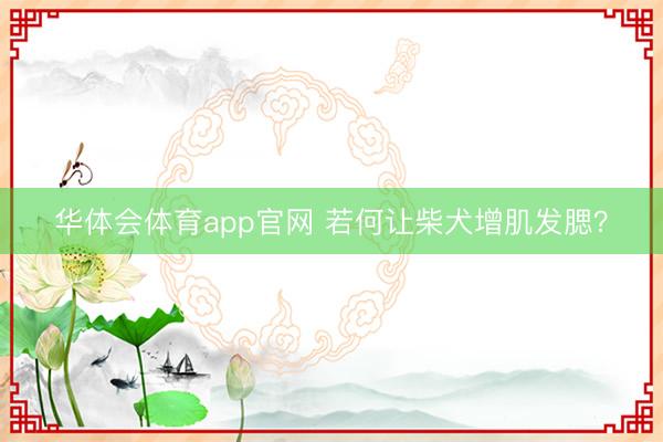 华体会体育app官网 若何让柴犬增肌发腮？