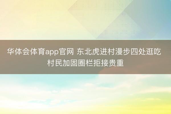 华体会体育app官网 东北虎进村漫步四处逛吃 村民加固圈栏拒接贵重